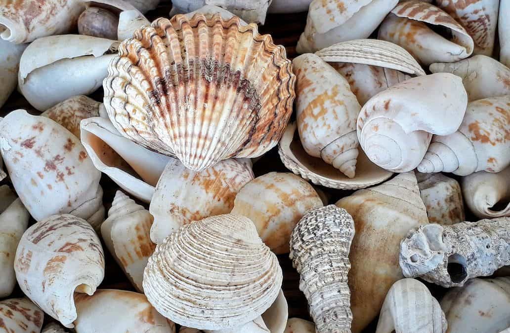 Seashell Resin Art