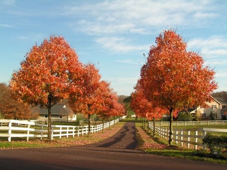 7 Trees That Will Add Value to Your Property