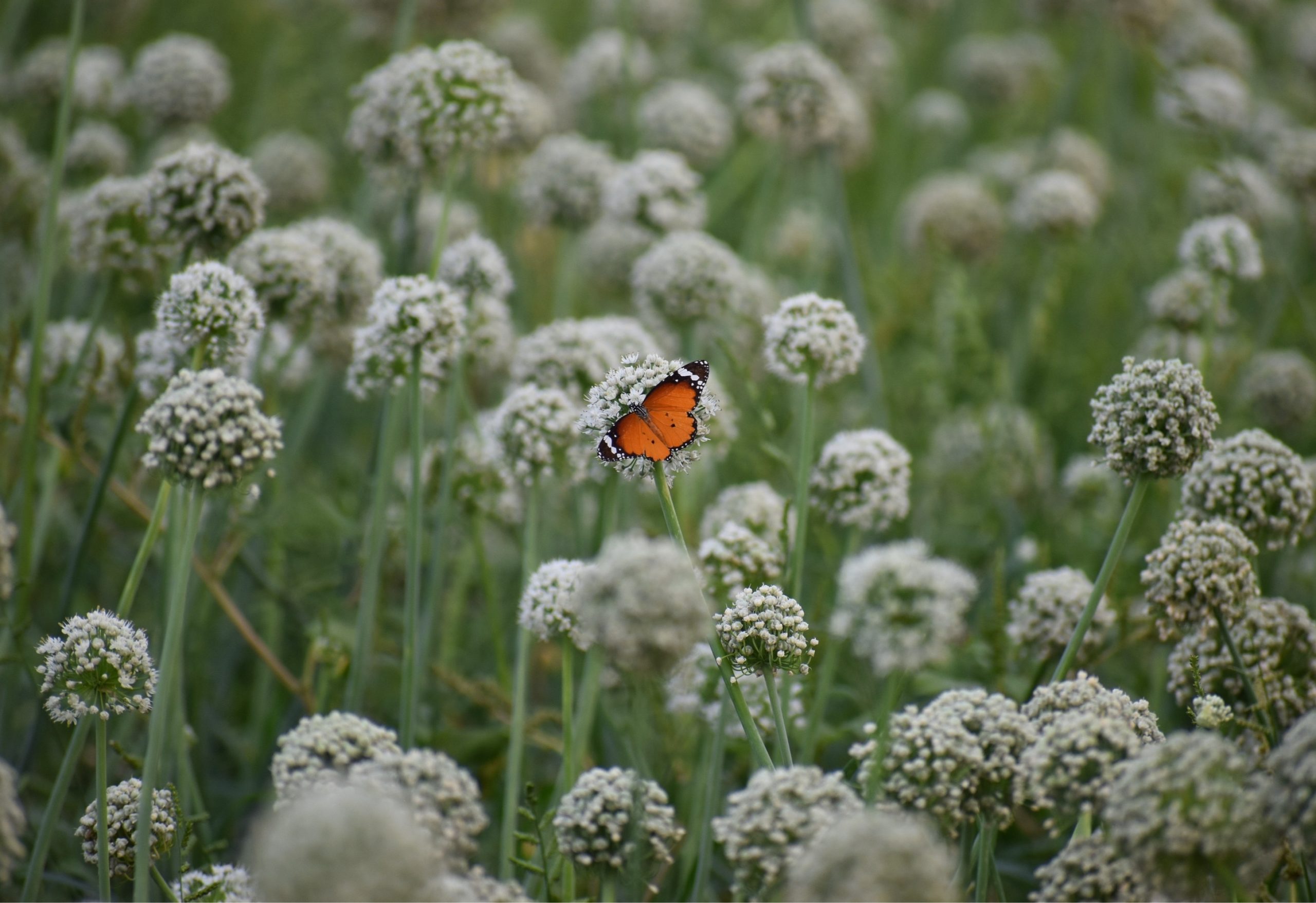 How to attract more wildlife to your garden