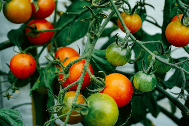 5 Reasons to Try Vertical Growers for Your Plants (and How to Make Them Work)