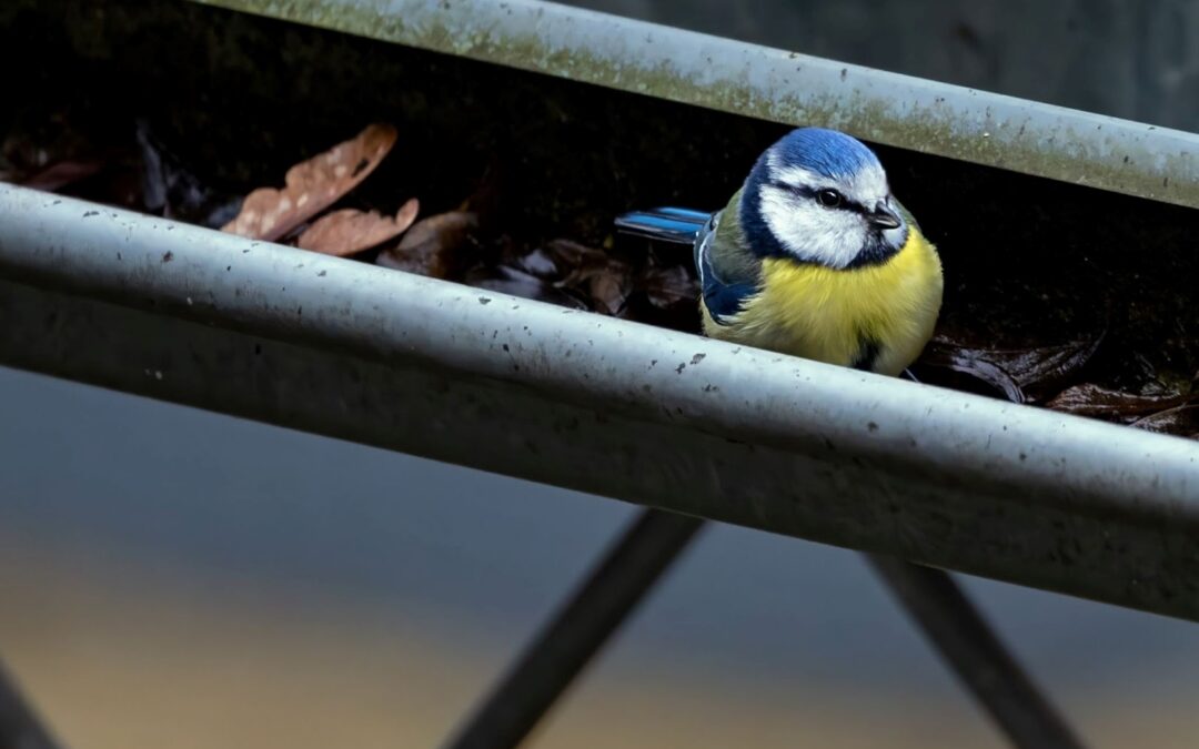 Why You Should Hire Professionals to Clean Your Gutters