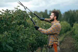 man with hedge trimmers