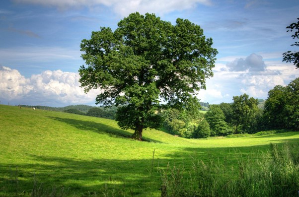 How to Keep Your Trees Healthy and Strong