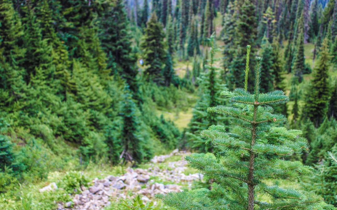 The Benefits of Revegetation for Local Ecosystems